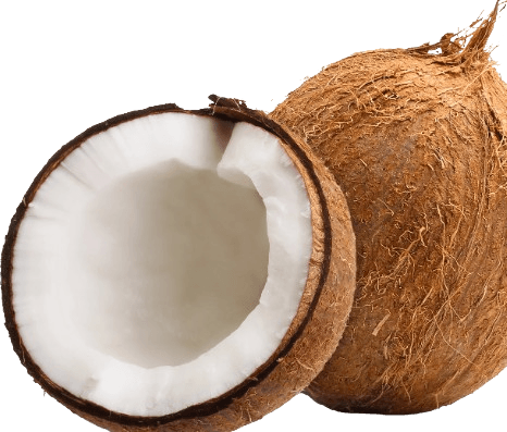 Fresh coconut full shell close-up